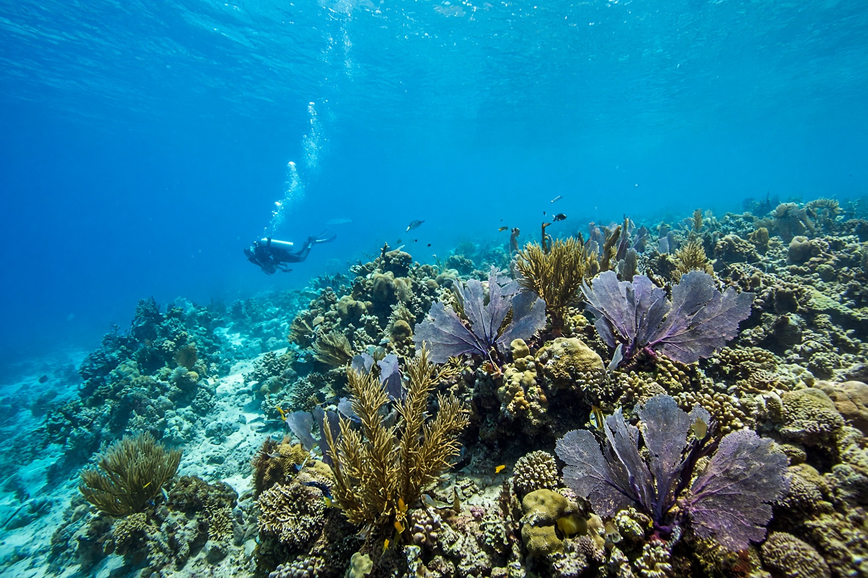 Cozumel: arrecife Palancar