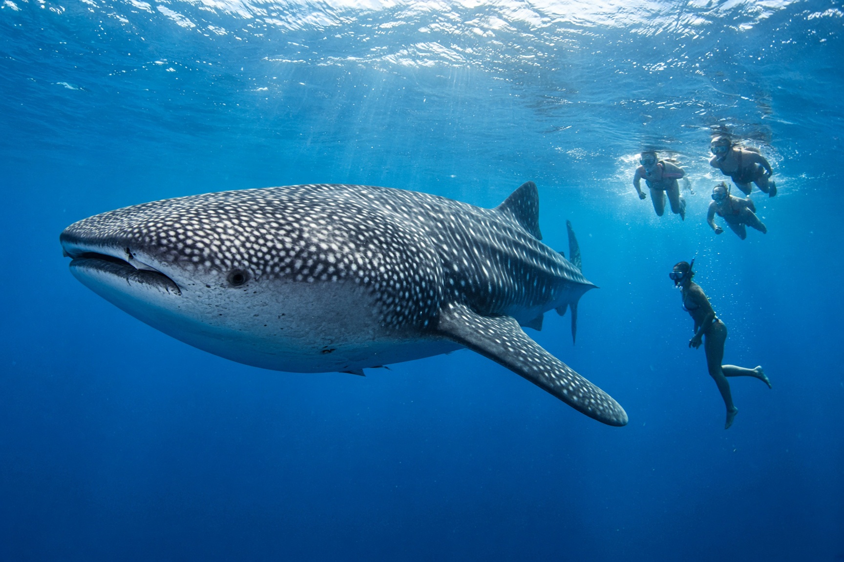 Nado con tiburón ballena